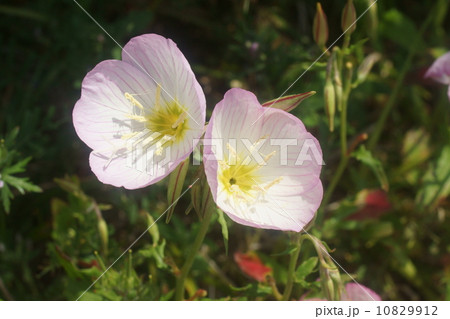 モモイロヒルザキツキミソウ モモイロヒルザキツキミソウ 10829912
