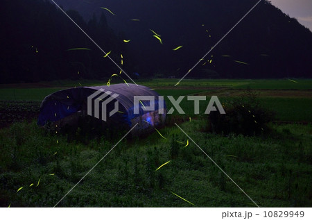 ゲンジボタル ゲンジボタル 10829949