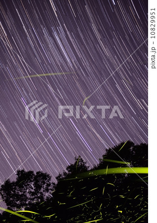 ゲンジボタル 10829951