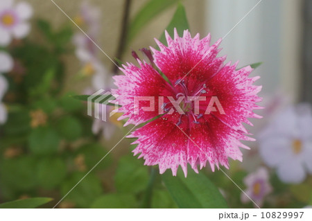 セキチク 10829997