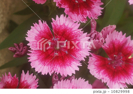 セキチク 10829998