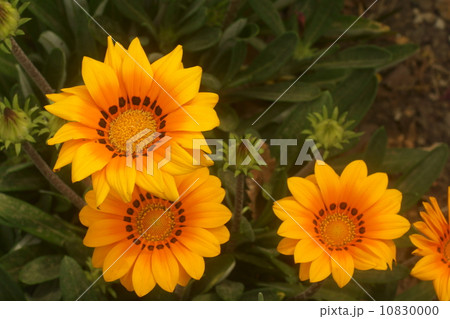 ガーベラ 10830000