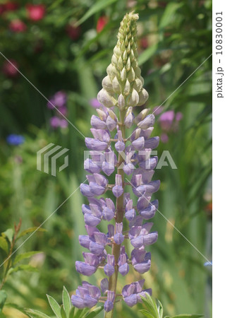 ルピナス ルピナス 10830001