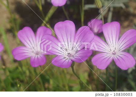 ムギナデシコ ムギナデシコ 10830003