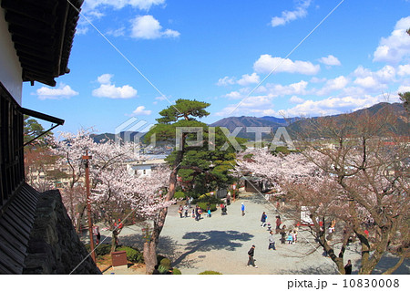 桜満開の丸岡城 10830008