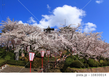 桜満開の丸岡城 10830014