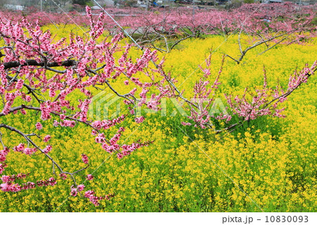 桃源郷まつり 桃源郷まつり 10830093