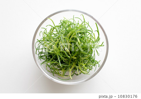 おかひじき 10830176