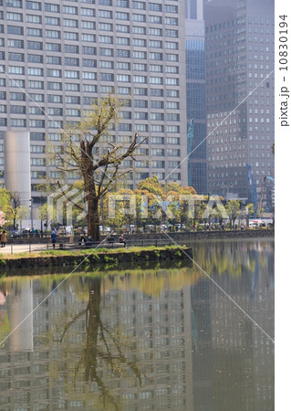 震災銀杏 震災銀杏 10830194