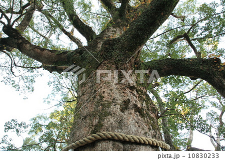 那智の滝 那智の滝 10830233