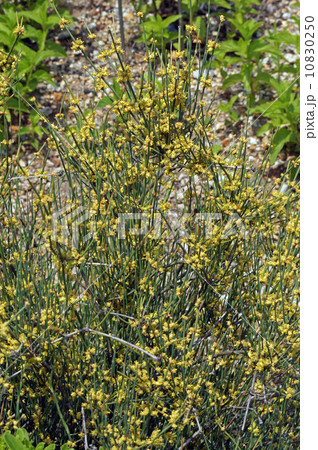 麻黄の花 10830250