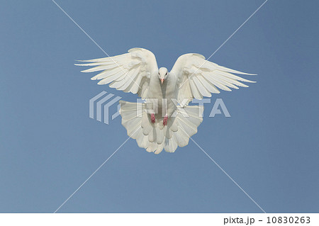 鳩 10830263
