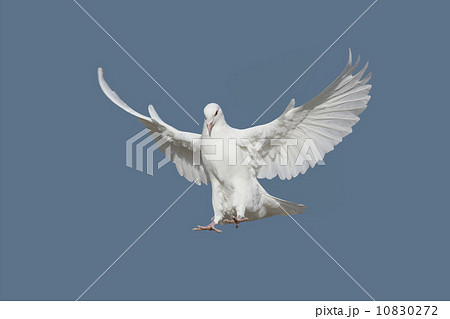 鳩 10830272