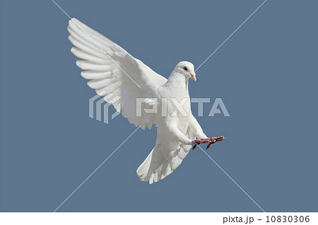 鳩 10830306
