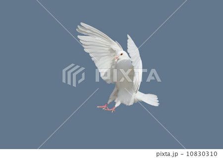 鳩 鳩 10830310
