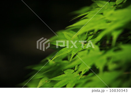 鹿王院の青もみじ 10830343