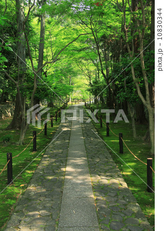 鹿王院参道 10830344