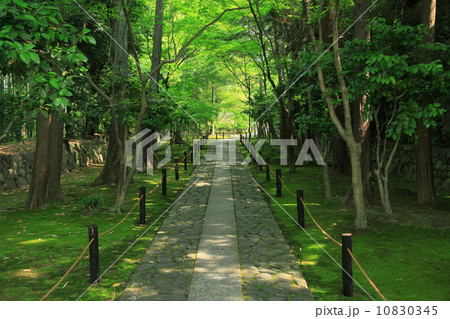 鹿王院参道 10830345