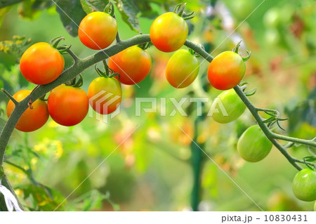 ミニトマトが熟す 10830431