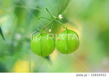 フウセンカズラの実 10830432