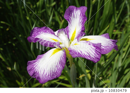 花菖蒲_紫グラデーション 10830479