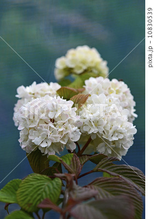 オオデマリ（大手毬） 10830539