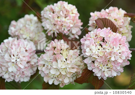 オオデマリ（大手毬） 10830540