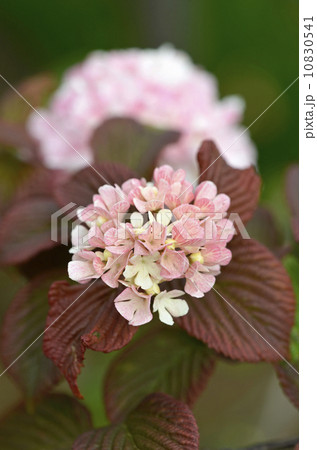 オオデマリ（大手毬） 10830541