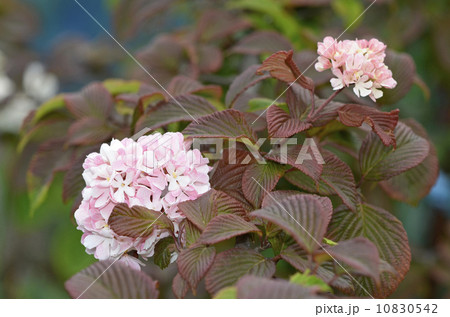 オオデマリ（大手毬） 10830542