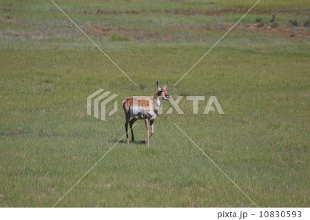 ブライスキャニオン国立公園のプロングホーン ブライスキャニオン国立公園のプロングホーン 10830593