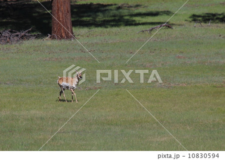 ブライスキャニオン国立公園のプロングホーン ブライスキャニオン国立公園のプロングホーン 10830594