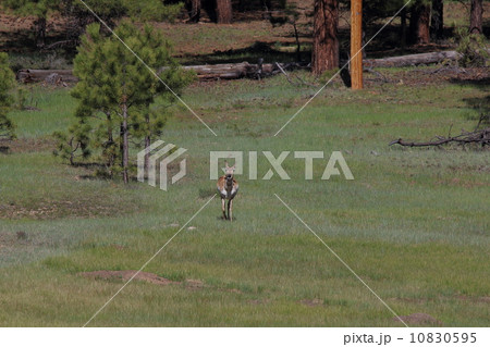 ブライスキャニオン国立公園のプロングホーン 10830595