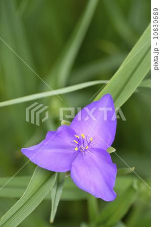 ムラサキツユクサ（紫露草） 10830689