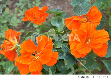 鮮やかなナスタチウム：金蓮花（キンレンカ） 10830823