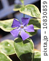 ツルニチソウ 10830859