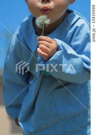 子供　園児　幼児　スモッグ　たんぽぽ 10830988