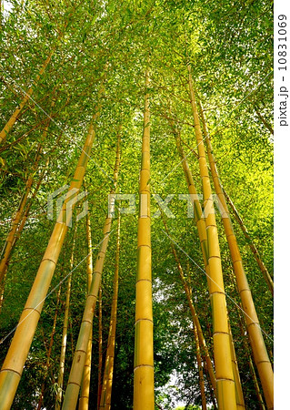 キンメイチク 10831069