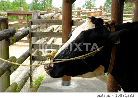 牛の横顔 10831232