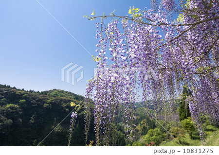山をバックに藤の花 山をバックに藤の花 10831275