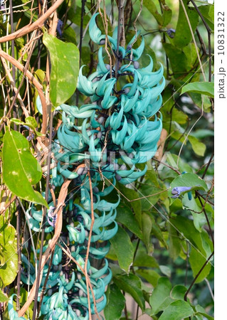 ヒスイカズラ ヒスイカズラ 10831322