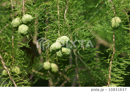 落羽松 ラクウショウと申します。 別名は沼杉。 落羽松 ラクウショウと申します。 別名は沼杉。 10831637