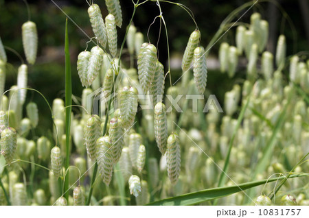 コバンソウ 10831757