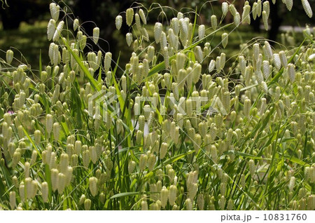 コバンソウ 10831760