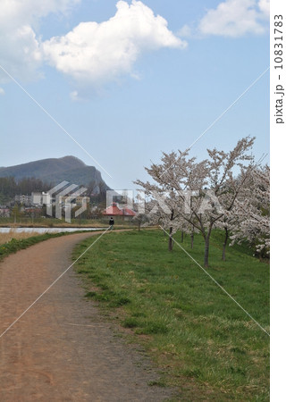 余市川桜堤(余市川堤防) 春 余市川桜堤(余市川堤防) 春 10831783