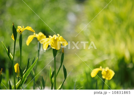 逆光の中の黄菖蒲 逆光の中の黄菖蒲 10831865