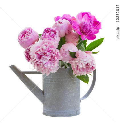 bouquet of pink peonies bouquet of pink peonies 10832015