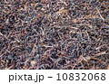 ゼンマイ干し 10832068