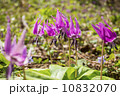 野山のカタクリ 10832070