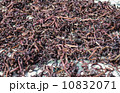 ゼンマイ干し 10832071