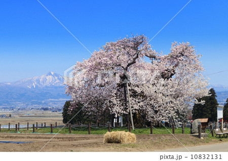 米沢の千歳桜(ちとせざくら) 米沢の千歳桜(ちとせざくら) 10832131